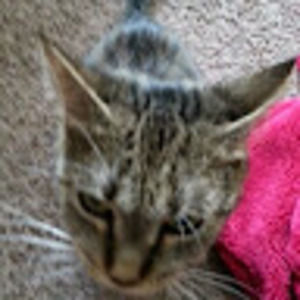 Meet your Posher, Deb